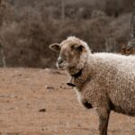 filipe-lourenco-marques-GVQqZKR62KY-unsplash