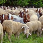 sheep-vs-goats